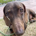 중안부 ㅈㄴ 긴 강아지 봄