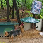 [강아지] 추가) 5성급호텔에서 키우는 강아지 관리가 이게 맞나요...