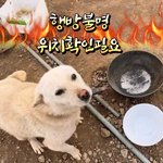 제주도 한경면 카페에서 개들을 굶기더니 사람들이 눈치채기 시작하니...