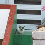 저희집 고양이 소냥이 성장과정 출산까지