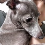 [ZB1] ㅅㄷ) 요즘 이 견종 <b>쇼츠</b>로 많이 보는데