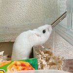 [19] <b>룬룬</b>쓰 도시락싸는거 악마의재능이다..