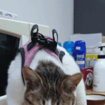 저희집 고양이 소냥이의 육묘일기1