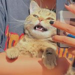 랜선<b>집사</b> 심장에 무리와요