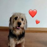 [강아지] 왕크셔테리어 왔어요^^