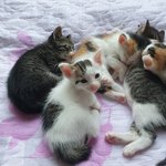 저희집 고양이 소냥이의 육묘일기2