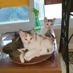 저희집 고양이 소냥이의 육묘일기3