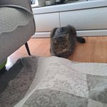 [고양이] 곰이와 <b>여우</b>