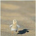 [방탄소년단] 지밍이가 <b>분노</b>.의질주면 뭐 이런건가