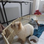 [강아지] <b>졸</b><b>귀</b> 주의 ㄷㄷ <b>새끼</b> 차우차우 어때? 2탄