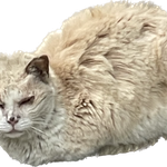 [댓글부탁해] <b>회사앞</b>에 개웃긴 고양이 공유함