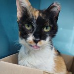 [긴급임보,입양] 퇴원 4일을 앞 둔 애교많은 삼<b>색이</b>의 가족을 구합니다.