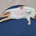 나의 동거묘 <b>도칠</b>이 23년 5월 일상사진들..