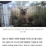 [이것좀봐줘] 외국에서도 난리난 한국 <b>번식</b>장 실태