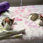 저희집 고양이 소냥이의 육묘일기4 <b>막화</b>