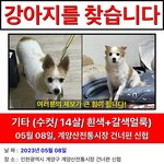 [이것좀봐줘] 강아지를 찾습니다