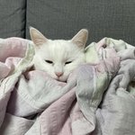 고앵이 <b>자랑</b>