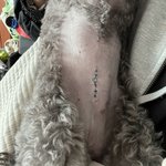 [방탈죄송] 꼭 읽어주세요! 소하1동 동물병원 오진으로 중성화 수술...