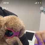 강아지도 피부과 <b>다님</b>