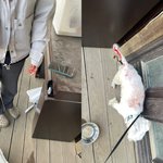 [댓글과조언] 개물림 사고를 당했습니다. 그런데 견주가 뇌를 키우라고...