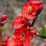 <b>시인</b> 김남열 / 명자꽃