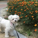 [드루와] 우리 <b>집</b> <b>털</b>뭉치야