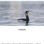 최근 6억원<b>어치</b> 물고기 씨 말리고 산림도 파괴하는 빌런 새 ㄷ ㄷ...