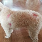[강아지] 개물림 사고 (강아지사망)당했습니다