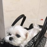 <b>디올</b>한테서 생일선물 받은 슈스강아지