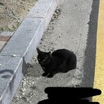 집 오면서 본 <b>네로</b>