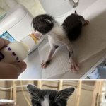다 너의 사랑 <b>덕분</b>이다냥
