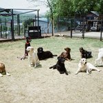 <b>정국</b> <b>리사</b> 반려견은