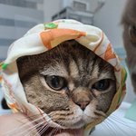 [고양이] 곰이와<b>여우</b>