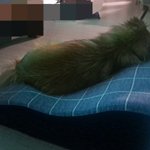 멈<b>머이</b> 잔다