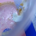 미치겠다 얘들아 요거트가 너무 맛있음