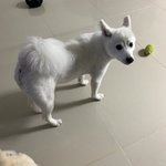 구미에서 <b>실종</b>된 강아지를 찾고 있습니다