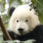 [드루와] 판다는 눈두<b>덩이</b>가 ㄹㅇ귀염포인트인듯