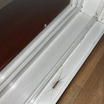 [방탈죄송] 이거 무슨 <b>벌레</b>인기요ㅠ