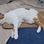 나의 동겨묘 도칠이 '따뜻함과 시원함' <b>집사</b>에게서 멀어지다.