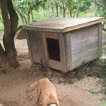 충남 <b>서산</b> 동네개들입니다 불쌍해서 미칠거같은데..방법이 없을까요...