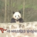 <b>러바오</b>가 어렸을 때 삐진티를 내는 방법