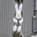 [TXT] 최수빈이 토끼인 이유