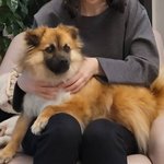 [멈무] <b>식탐</b> 많으면 스피츠 섞인거 확실?