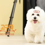 강형욱도 <b>솔루션</b> 실패한 에스쿱스네 강아지 고구마