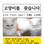 고양이를 찾습니다.