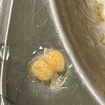 급식 국에서 나온 이것은 벌레일까요? 식용 <b>생물</b>일까요?