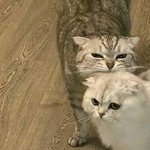 <b>니넨</b> 셀카 멀로 찍냐