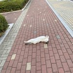 우리 <b>동네</b> 길냥이 보고 가