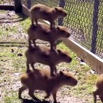 아니 카피<b>바라</b> 진짜 탑쌓고 다니네