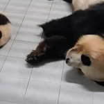 <b>푸바오</b> 할아버지가 공개한 <b>푸바오</b> 아기 때 사진